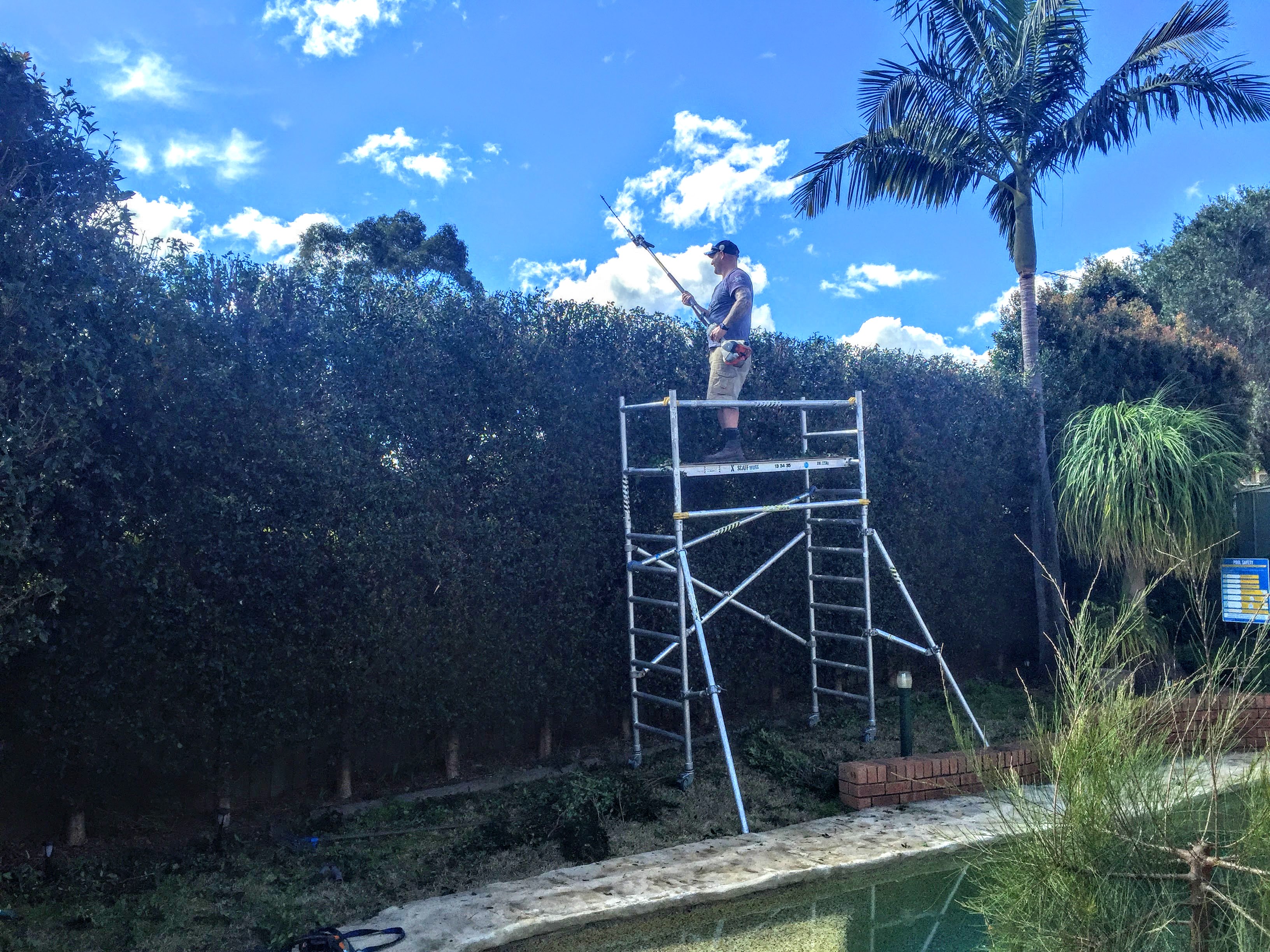 Tree Climbing close to house.